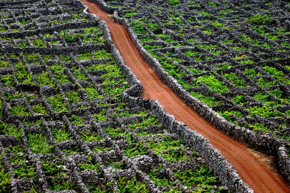 Vinha entre muros de pedra vulcânica